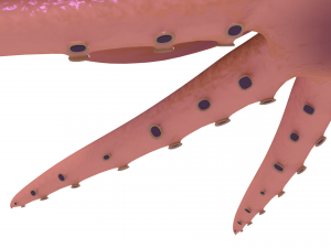 octopus rigged 3D Model
