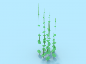 underwater grass 3D Model