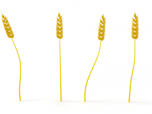 wheat Modelo 3D