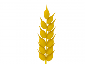 wheat 3D Model