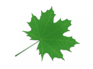 maple leaf 3D 모델