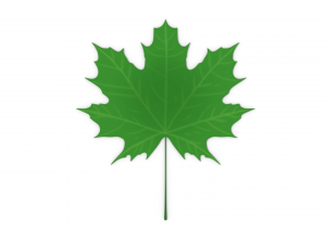 maple leaf 3D Модель