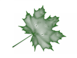 maple leaf 3D Модель