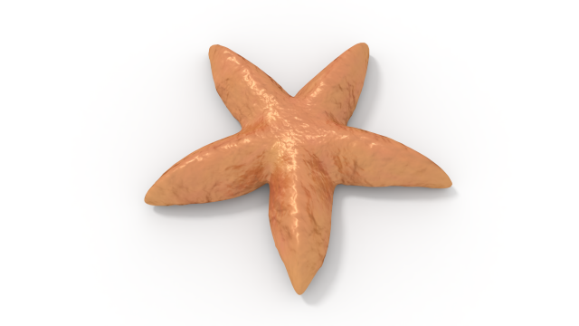 starfish 3D मॉडल .c4d .max .obj .3ds .fbx .stl .blend 