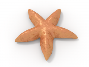 starfish 3D Модель