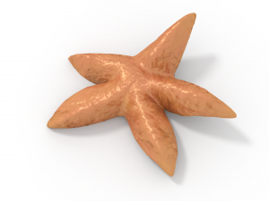 starfish 3D मॉडल