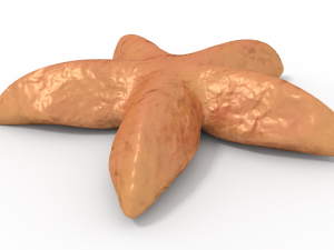 starfish 3D मॉडल