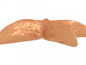 starfish 3D मॉडल