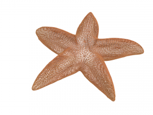 starfish 3D मॉडल
