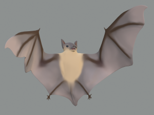 bat Modello 3D