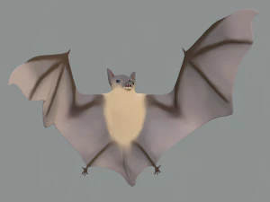 pipistrello Modello 3D
