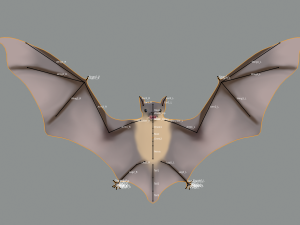 bat Modello 3D