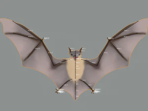 pipistrello Modello 3D