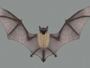 pipistrello Modello 3D