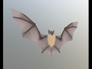 bat Modello 3D