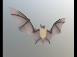 pipistrello Modello 3D