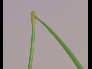 cherry 3D Модель