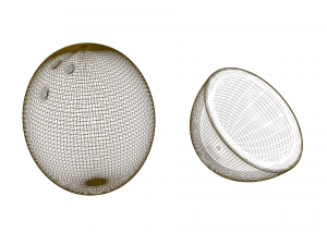 coconut and coconut open 3D Model