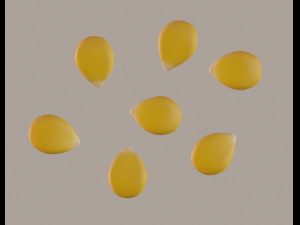 corn kernel 3D Model