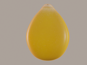 corn kernel Modello 3D