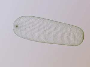 cucumber 3D Model