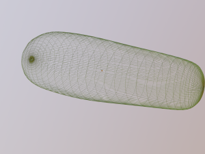 cucumber 3D मॉडल