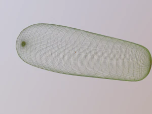 cucumber 3D Model