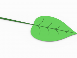 leaf 3Dモデル