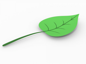 leaf 3Dモデル