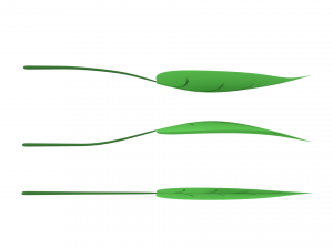 leaf 3Dモデル