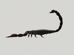 scorpion 3D Model