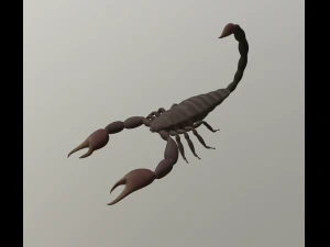 scorpion 3D Model