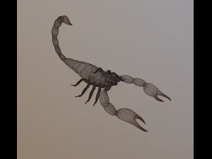 scorpion 3D Model