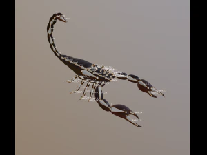 scorpion 3D Model