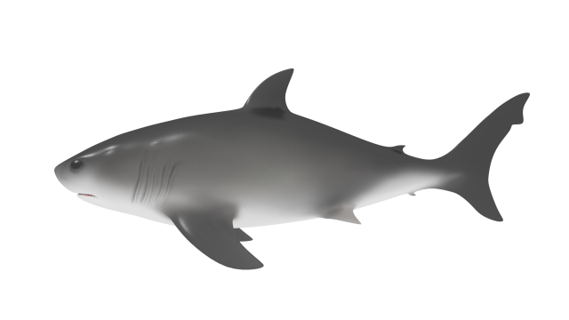 shark Modello 3D .c4d .max .obj .3ds .fbx .stl .blend 