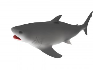 shark Modello 3D