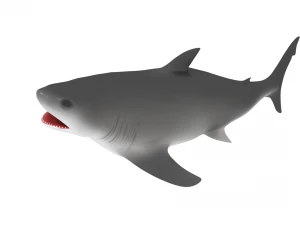 shark 3D Model