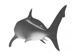 shark 3D Model