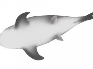 shark Modello 3D