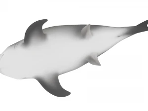 shark 3D Model