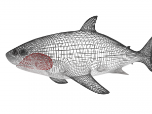 shark Modello 3D