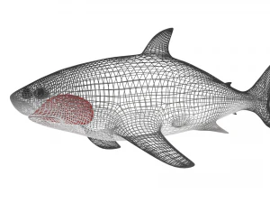 shark 3D Model