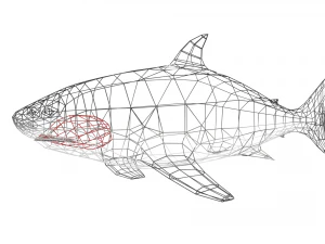 shark 3D Model