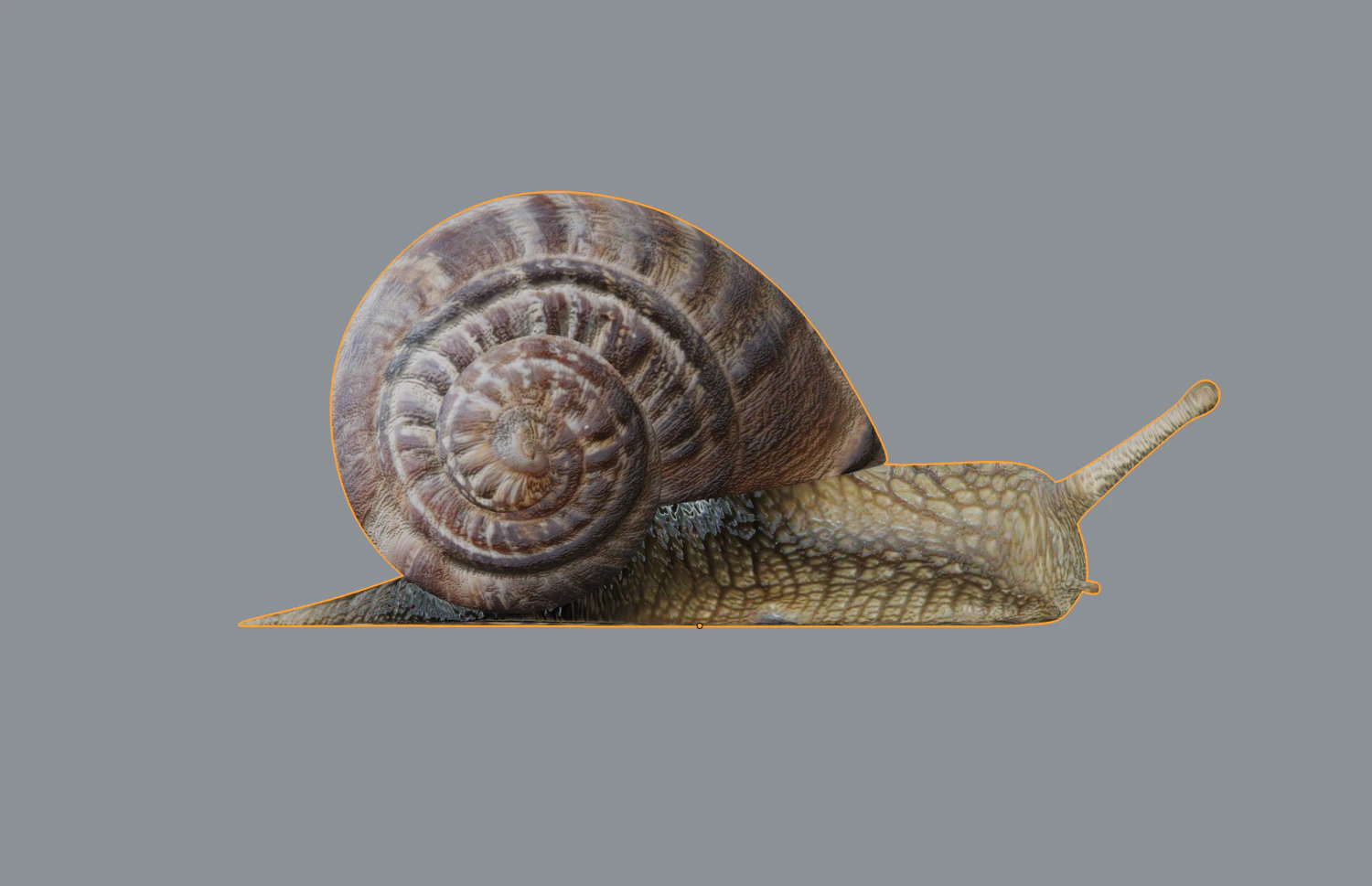 snail 3D Model .c4d .max .obj .3ds .fbx .stl .blend 