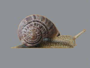 snail 3D Model