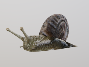 snail Modelo 3D