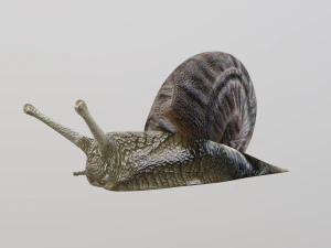 snail 3D Model