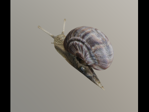 snail Modelo 3D