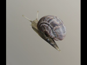 snail 3D Model