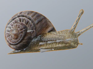 snail 3D Model